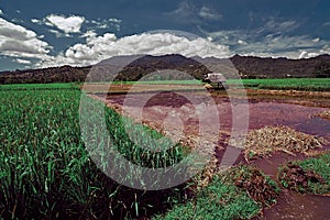 Rice Field of Farmer and sun in the daytime, in Bali. Rice field green grass blue sky cloud cloudy landscape background.