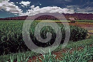 Rice Field of Farmer and sun in the daytime