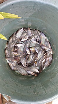 Rice field fish catches