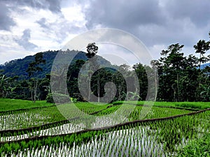 Rice field in Garut nature landscape