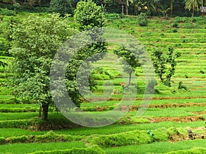 Rice field in Goa, India