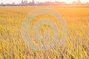 Rice field gold plantation with light sunset on Background