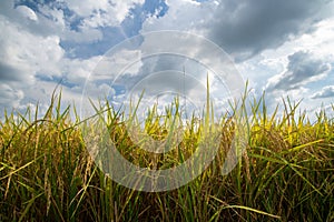 Rice field gold and sky