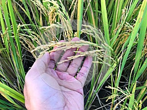 Rice field Golden paddy in  hand