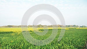 Rice field good shot landcsape at madiun east java indonesia