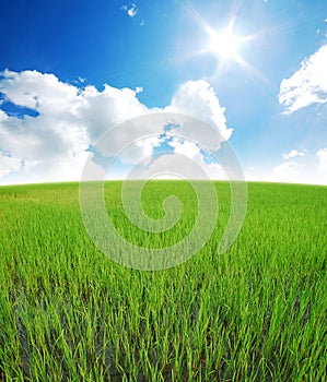 Rice field green grass