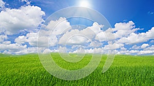 Rice field green grass blue sky cloud cloudy landscape