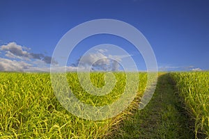 Rice field green grass blue sky cloud cloudy landscape background