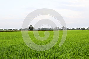 Rice field green grass blue sky cloud cloudy landscape background