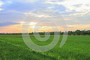 Rice field green grass blue sky cloud cloudy landscape background