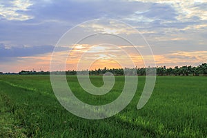 Rice field green grass blue sky cloud cloudy landscape background