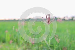 Rice field green grass blue sky cloud cloudy landscape background