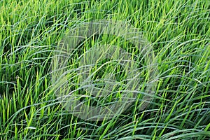 Rice field green grass blue sky cloud cloudy landscape background