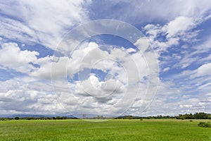 The Rice field green grass blue sky cloud cloudy landscape background