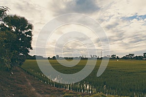 Rice field green grass blue sky cloud cloudy landscape background,