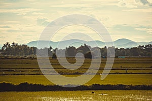 Rice field green grass blue sky cloud cloudy landscape background.