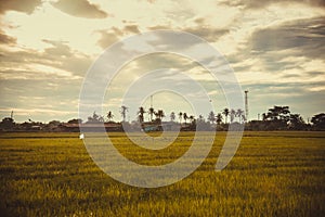 Rice field green grass blue sky cloud cloudy landscape background,