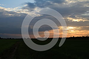 Rice field green grass blue sky cloud cloudy landscape background