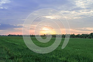 Rice field green grass blue sky cloud cloudy landscape background