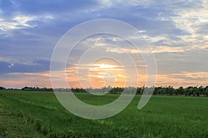 Rice field green grass blue sky cloud cloudy landscape background