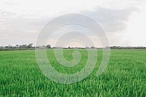 Rice field green grass blue sky cloud cloudy landscape background