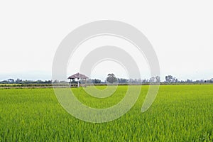 Rice field green grass blue sky cloud cloudy landscape background