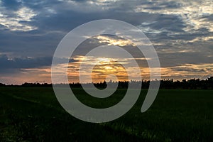 Rice field green grass blue sky cloud cloudy landscape background