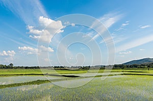 Rice field green grass blue sky cloudy landscape background