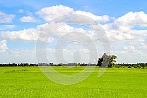 Rice field green grass blue sky cloudy landscape background