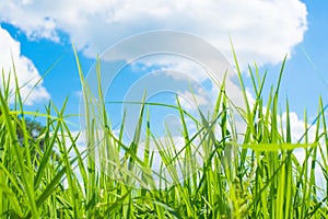 Rice field green grass blue sky landscape