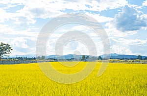 Rice field green grass blue sky landscape