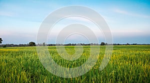 Rice field green grass blue sky in sunset., landscape background, copy space