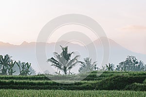 Rice field green grass with palm trees and mountain