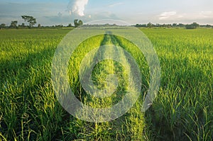 Rice field green grass road nature landscape background.