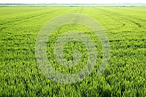 Rice field green meadow in Spain