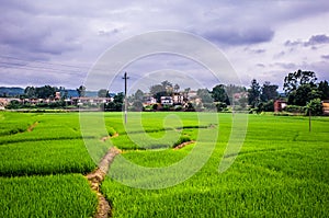 Rice field