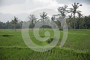 Rice field greens and ends near the tall palm trees Singapore