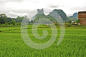 Rice field in Guilin, China