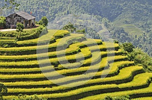 Rice field in Ha Giang