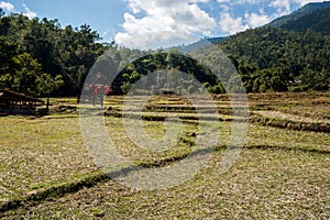 Rice Field after harvest, the Agriculture in the hill of forest mountain with cloudy sky