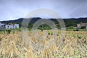 Rice field after harvest at the foot of the mountain, adobe rgb