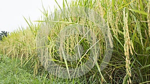 Rice field harvest green farm natural concept