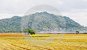Rice field after harvesting at Nui Sam in Angiang, Vietnam