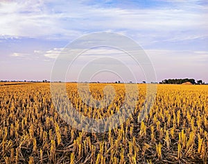 Rice field after harvesting rice stubble scenery after paddy plant cutting recolte riz, cosecha arroz, colheita dearroz  photo