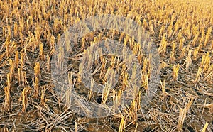 Rice field after harvesting rice stubble scenery after paddy plant cutting recolte riz, cosecha arroz, colheita dearroz  photo