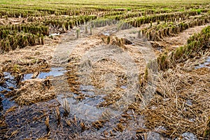 Rice field after harvesting season left with brown rice stubble and straw.