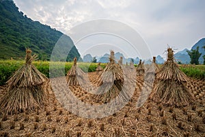 Rice field after harvesting in Trung Khanh, Cao Bang, Vietnam