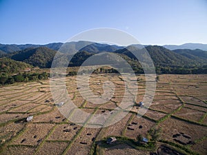 Rice field after harvests season from aerial view