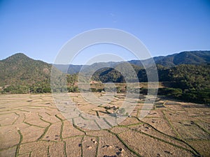 Rice field after harvests season by aerial view from drone