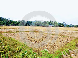 Rice field After hervest